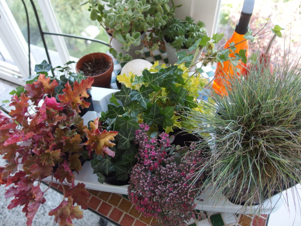 Schöner Herbst Mein grüner Balkon