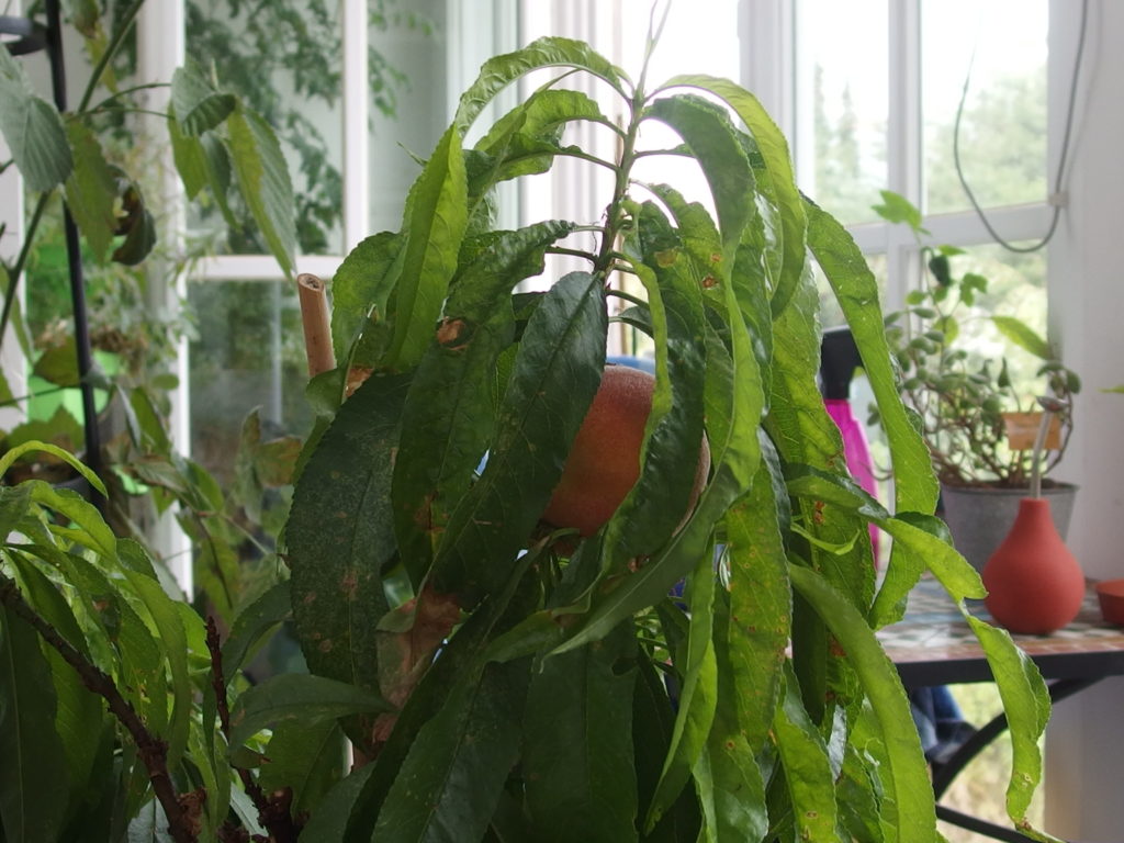 Der Zwergpfirsichbaum - Mein grüner Balkon